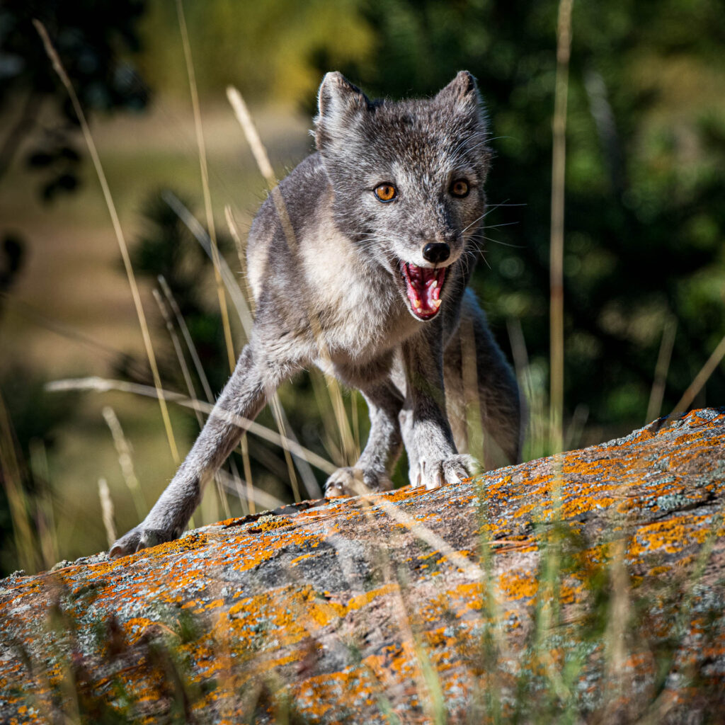 Arctic Fox with summer coat at Yukon Wilderness Preserve | Focus On Mee | Robert Mee