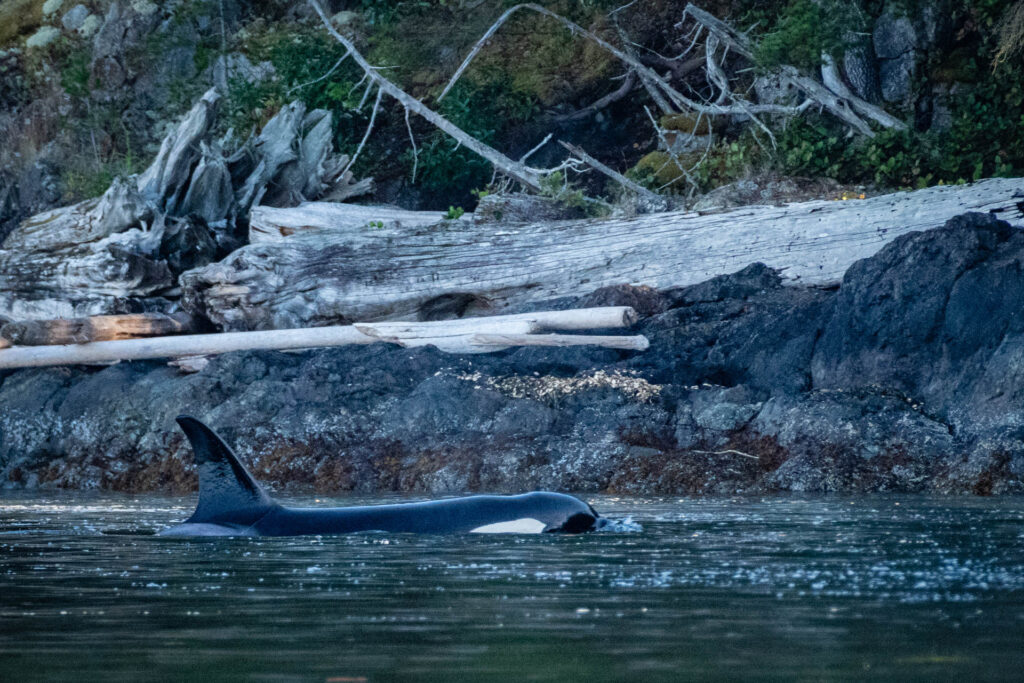 Baby Orca playing near a beach on Hernando Island | Focus On Mee | Robert Mee