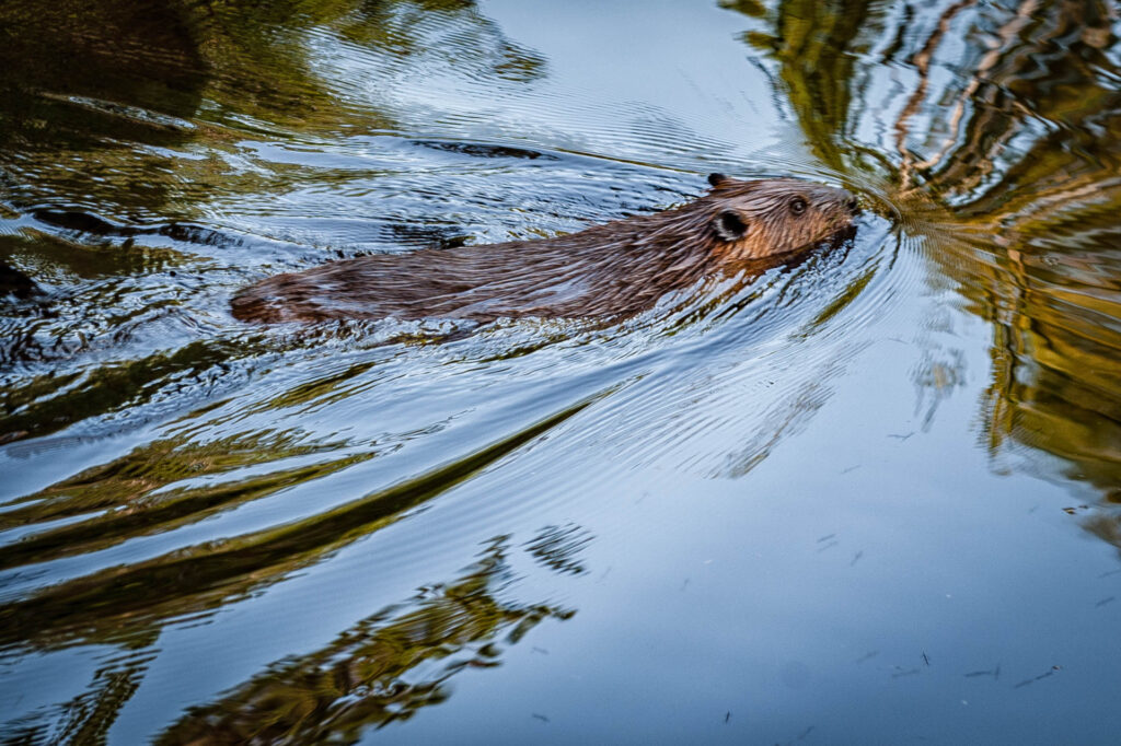 Beaver Pond Trail, Algonquin Park | Focus On Mee | Robert Mee