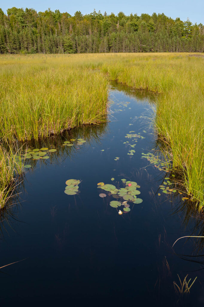 Beaver Pond Trail, Algonquin Park | Focus On Mee | Robert Mee