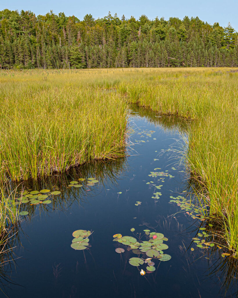 Beaver Pond Trail, Algonquin Park