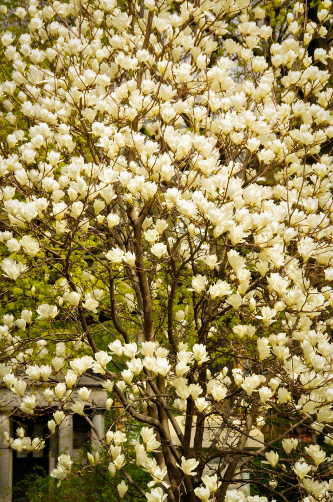 Blossoms in Mount Pleasant Cemetery