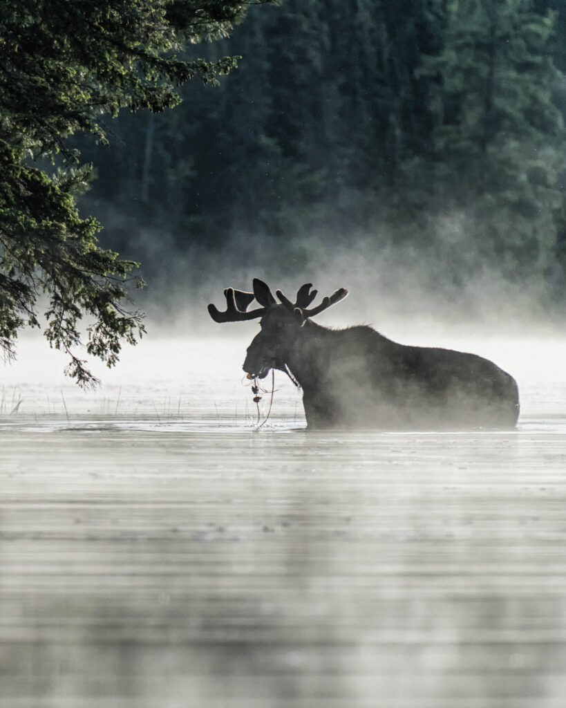 Breakfast on Craig Lake | Focus On Mee | Robert Mee