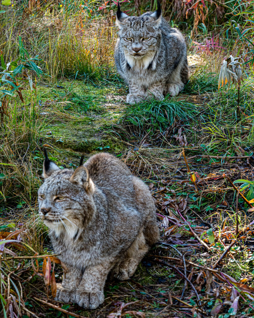 Canada Lynx at Yukon Wilderness Preserve | Focus On Mee | Robert Mee