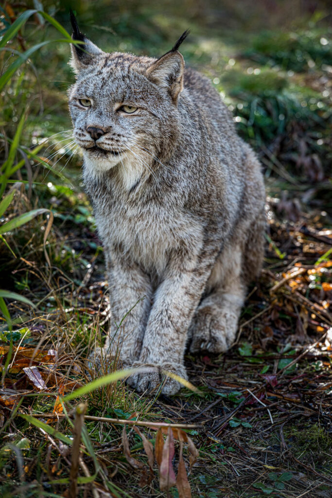 Canada Lynx at Yukon Wilderness Preserve | Focus On Mee | Robert Mee