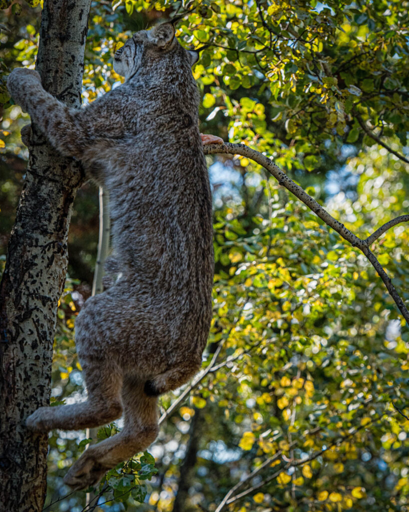 Canada Lynx at Yukon Wilderness Preserve | Focus On Mee | Robert Mee