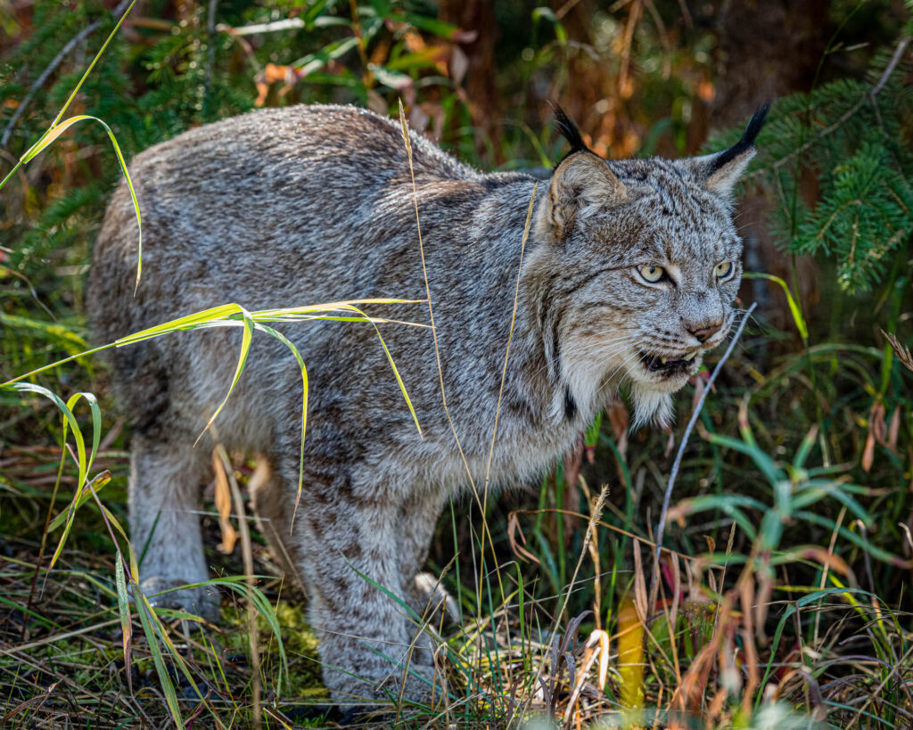 Canada Lynx at Yukon Wilderness Preserve | Focus On Mee | Robert Mee