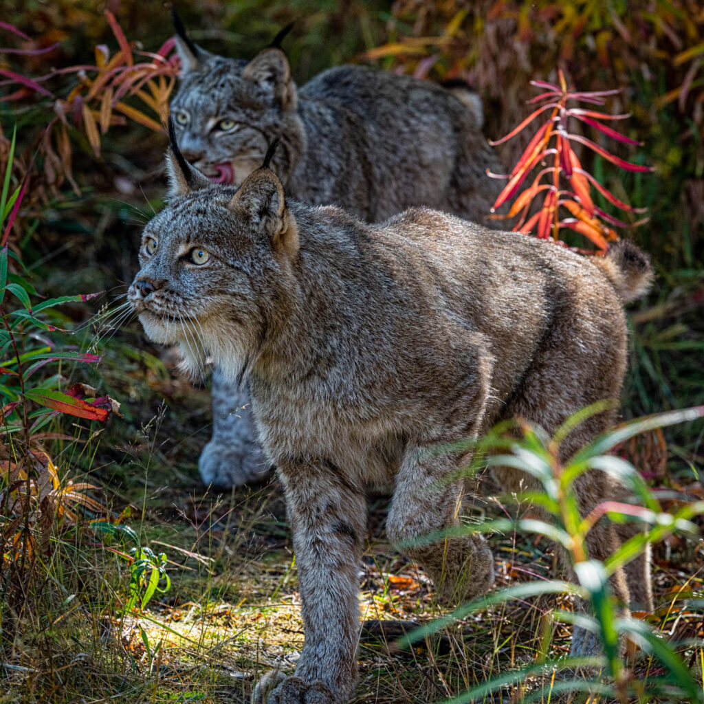 Canada Lynx at Yukon Wilderness Preserve | Focus On Mee | Robert Mee