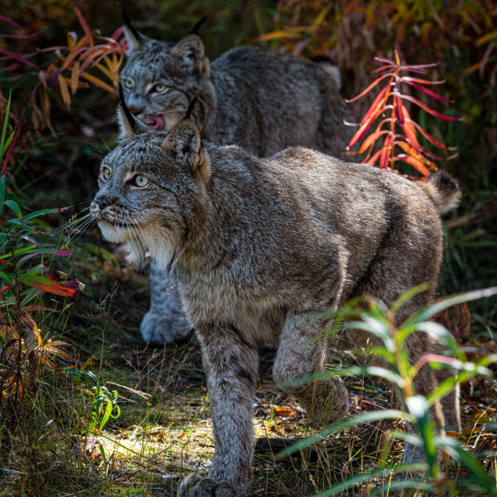 Canada Lynx at Yukon Wilderness Preserve | Focus On Mee | Robert Mee