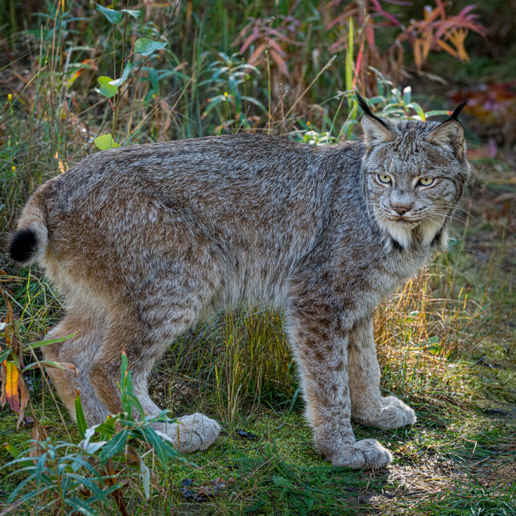 Canada Lynx at Yukon Wilderness Preserve | Focus On Mee | Robert Mee