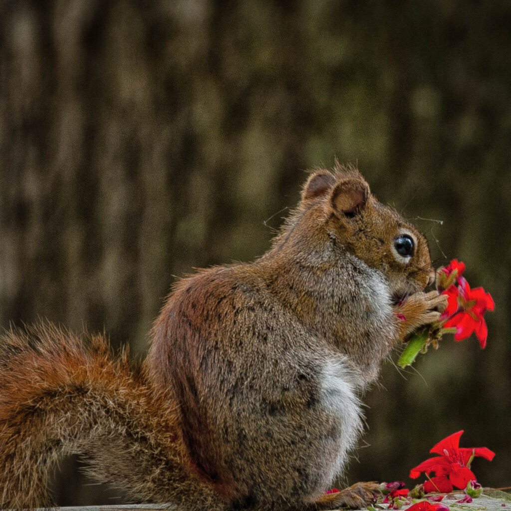 &quot;Caught in the act!&quot; | Focus On Mee | Robert Mee