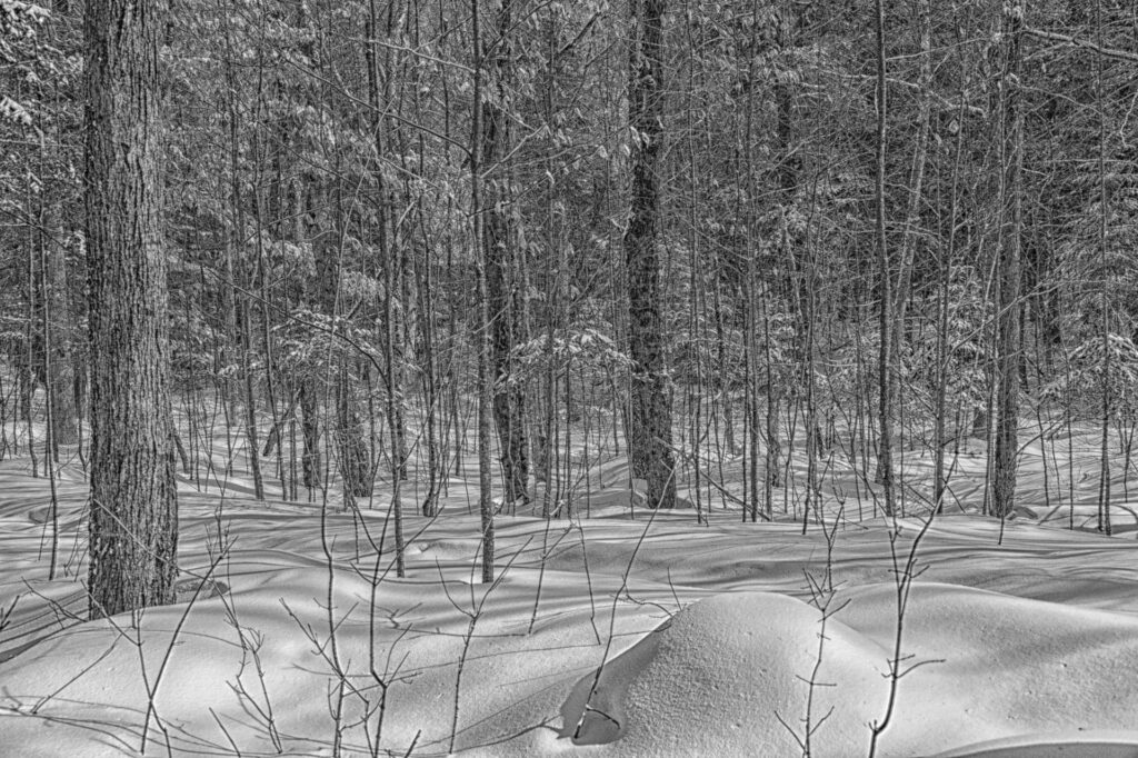 Cedar Grove Trail, Huntsville, Ontario | Focus On Mee | Robert Mee