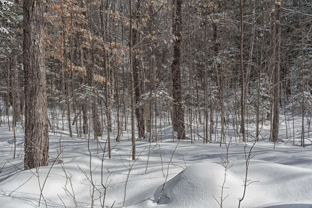 Cedar Grove Trail, Huntsville, Ontario | Focus On Mee | Robert Mee