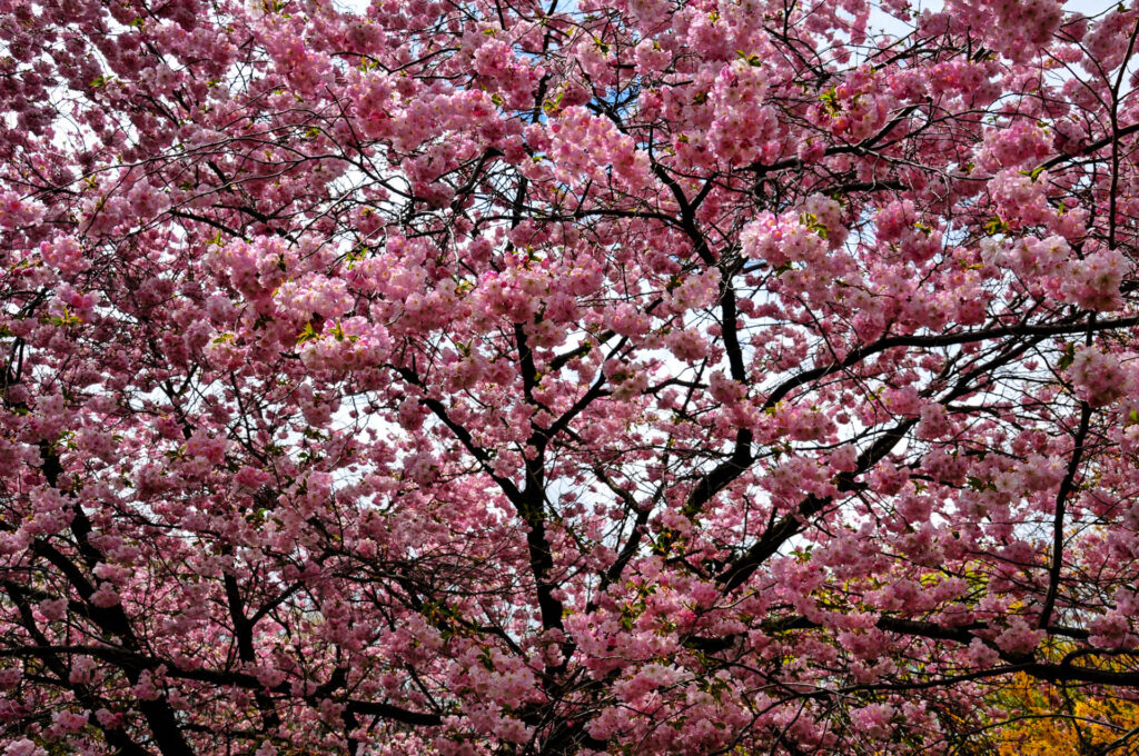 Cherry Blossoms in Mount Pleasant Cemetery