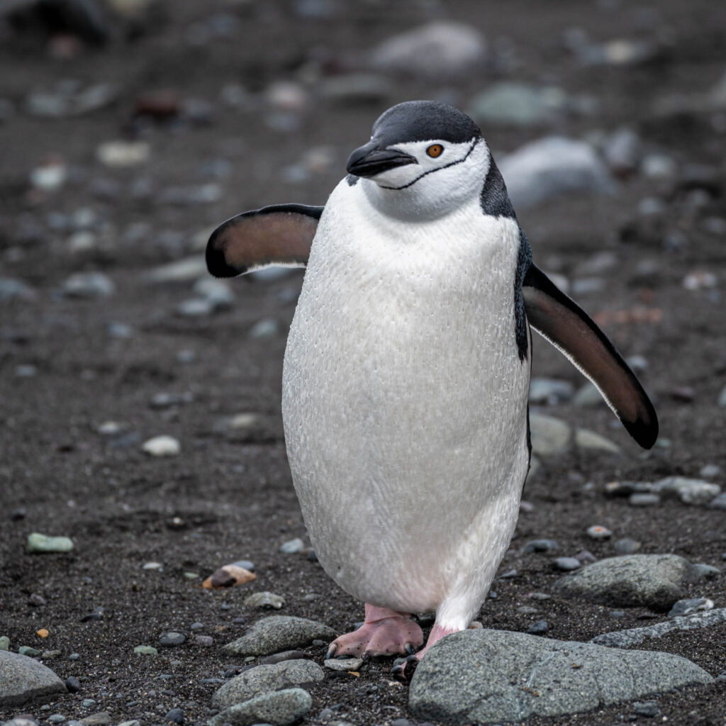 Chinstrap Penguin at Barrientos Island, Aitcho Islands | Focus On Mee | Robert Mee