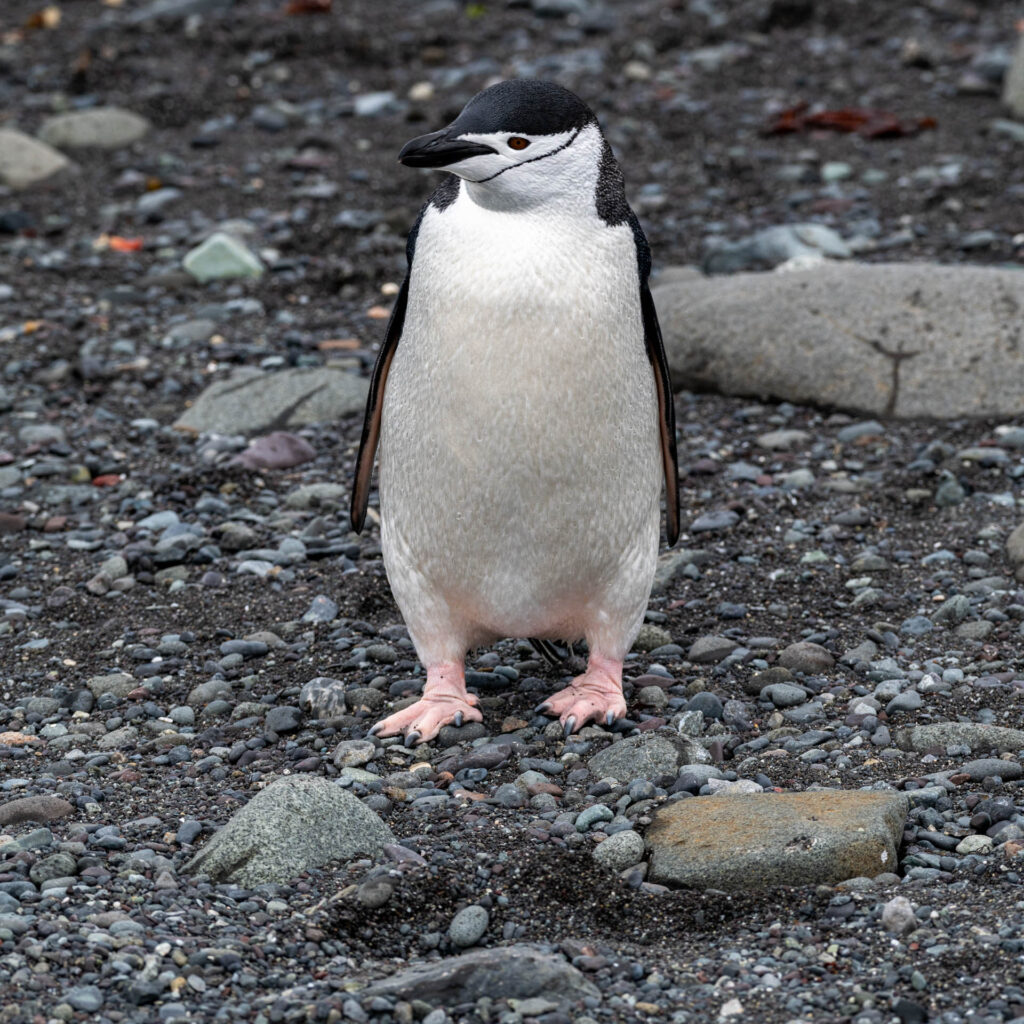 Chinstrap Penguin at Barrientos Island, Aitcho Islands | Focus On Mee | Robert Mee