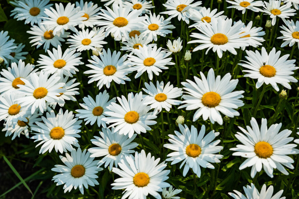 Daisies - Edwards Gardens