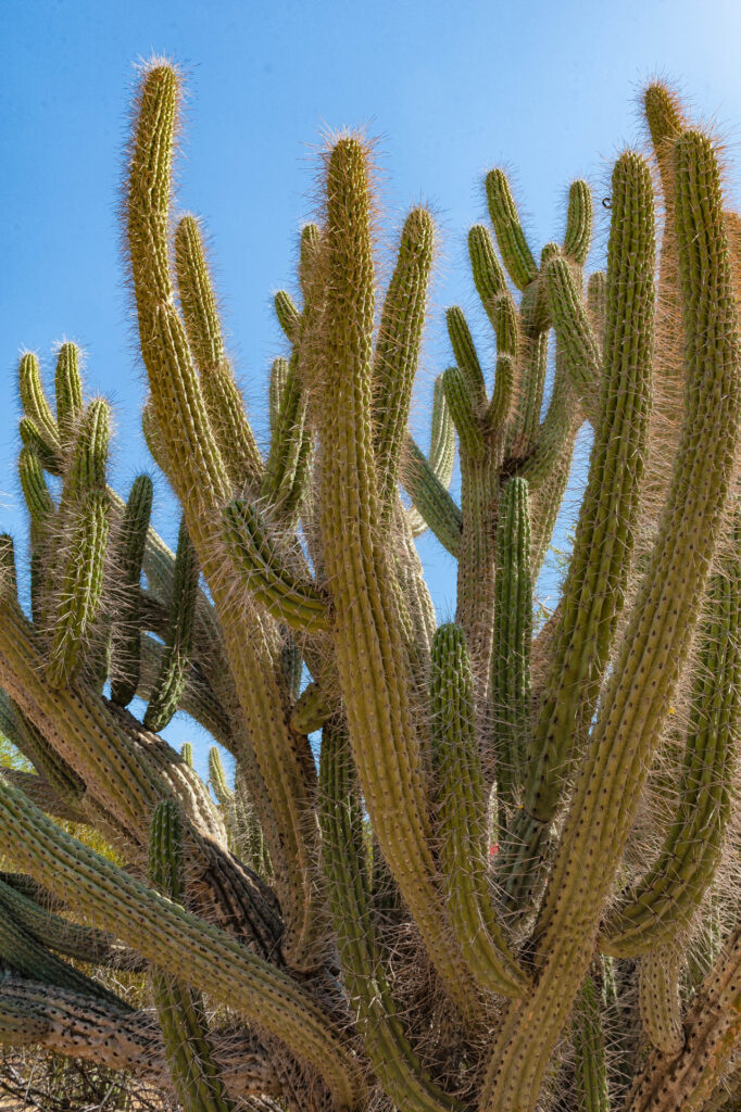 Desert Botanical Gardens, Phoenix | Focus On Mee | Robert Mee