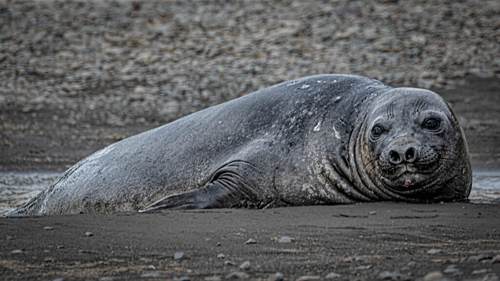 Elephant seal at Walker Beach, Livingston Island | Focus On Mee | Robert Mee