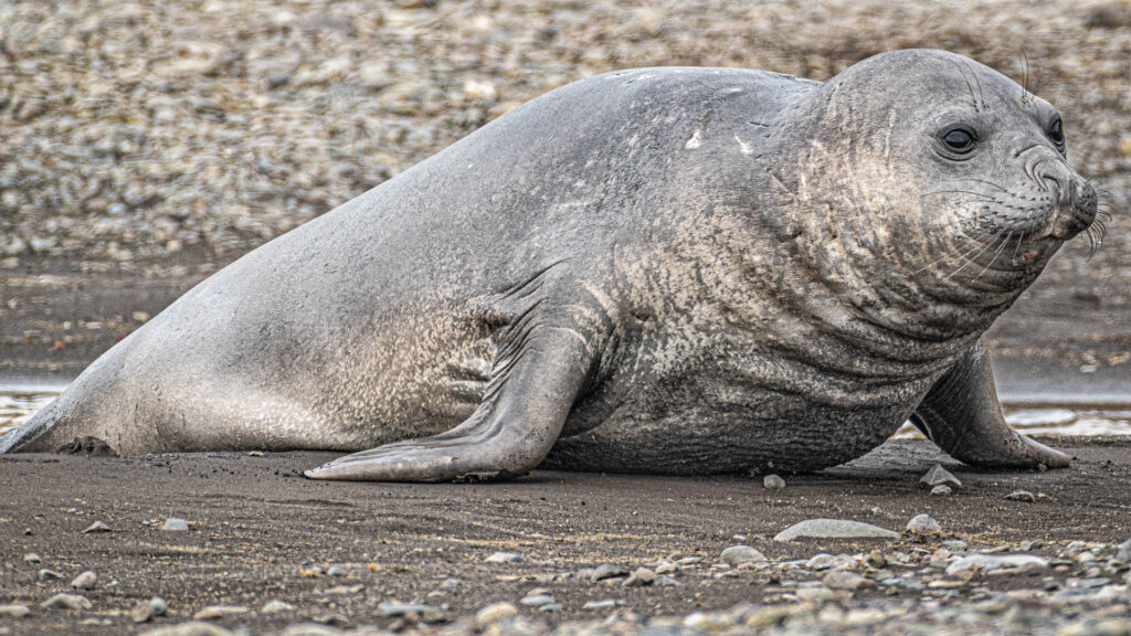 Elephant seal at Walker Beach, Livingston Island | Focus On Mee | Robert Mee