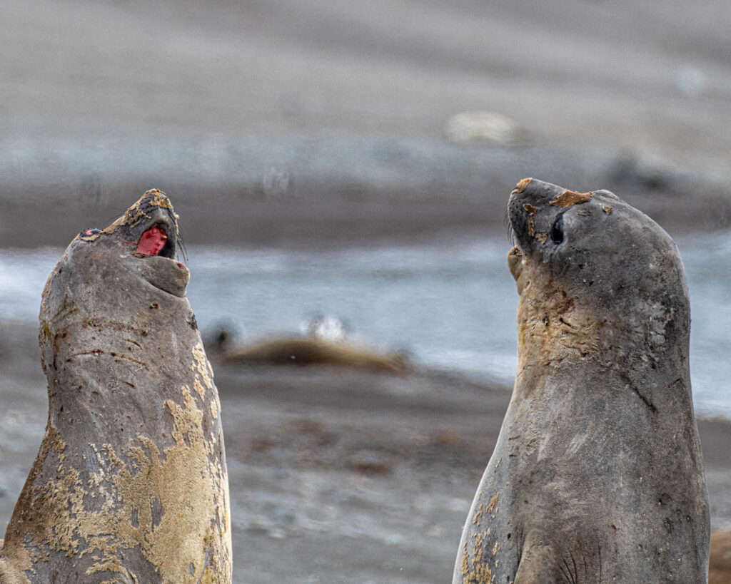 Elephant seals at Walker Beach, Livingston Island | Focus On Mee | Robert Mee