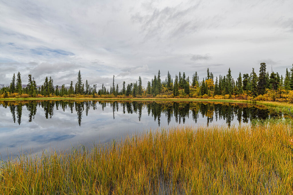 Fall colours at a marsh near Whitehorse | Focus On Mee | Robert Mee