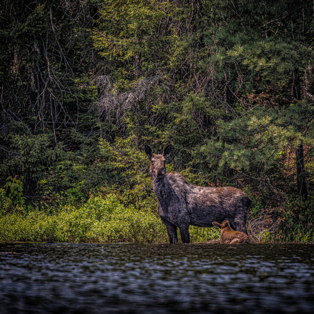 Feeding time on Craig Lake! | Focus On Mee | Robert Mee