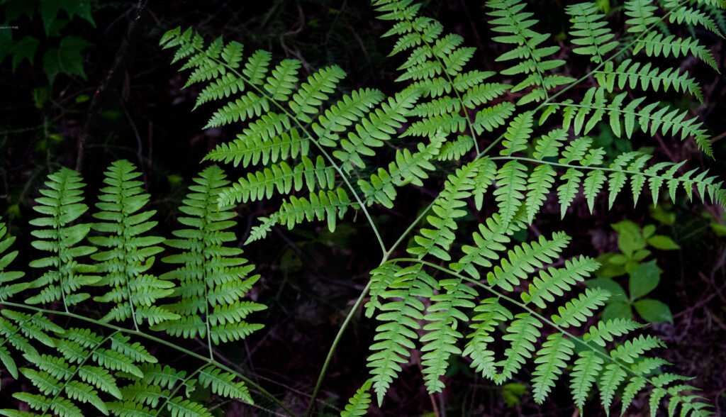 Ferns | Focus On Mee | Robert Mee