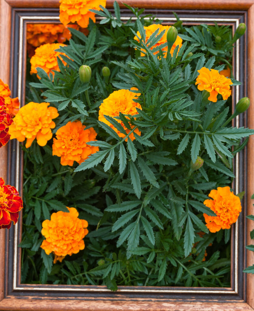 Framed Marigolds