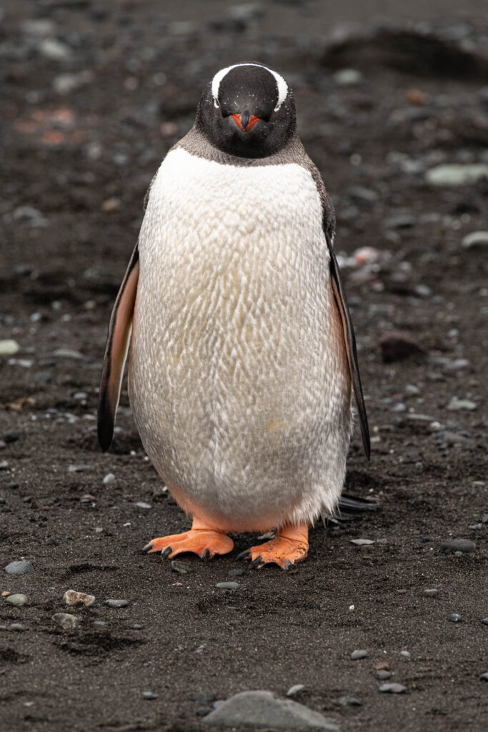 Gentoo penguin at Barrientos Island -    Aitcho Islands | Focus On Mee | Robert Mee