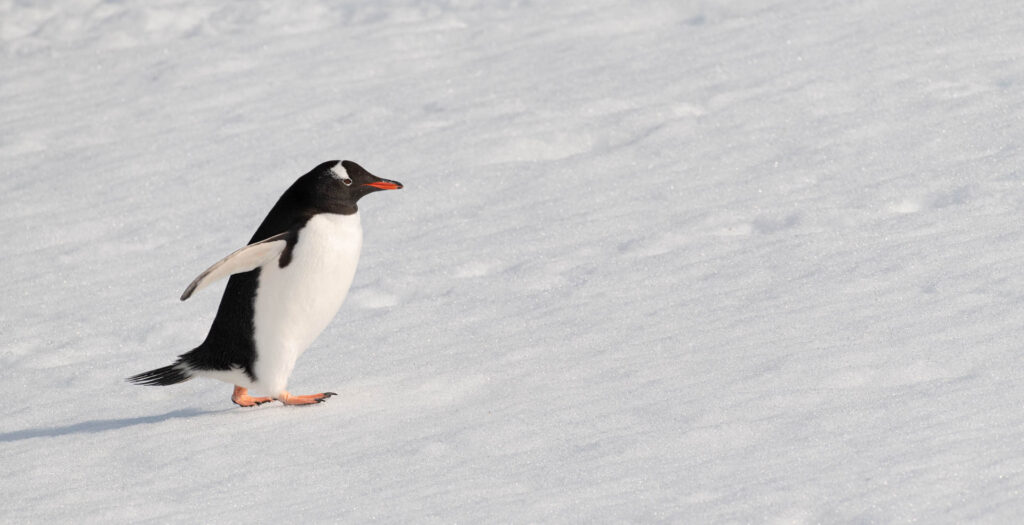 Gentoo penguin at Neko Harbor | Focus On Mee | Robert Mee