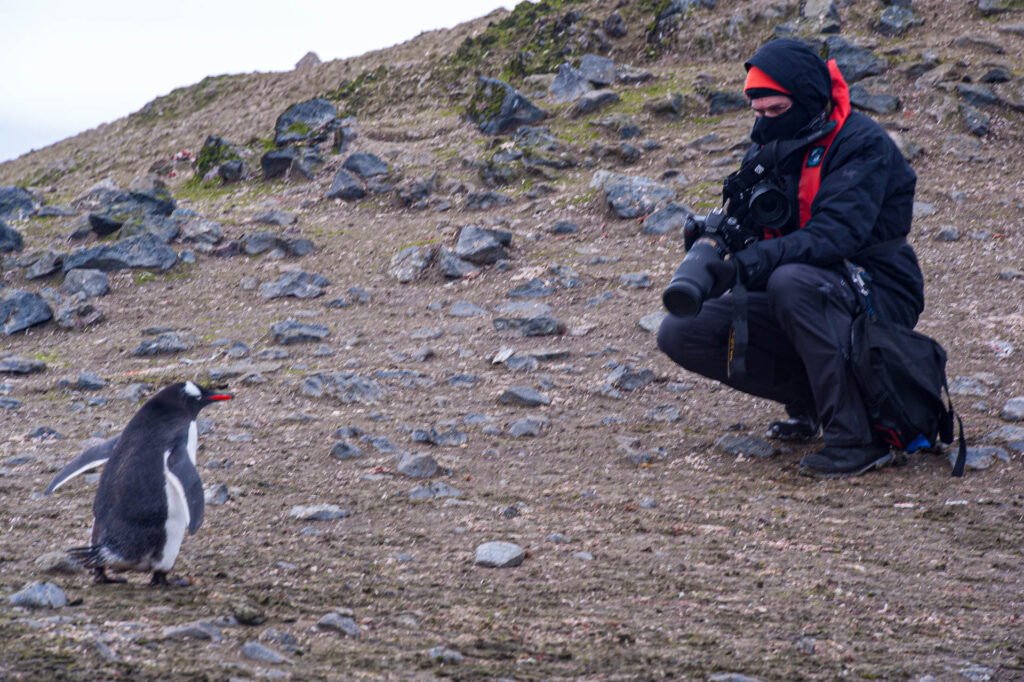 Gentoo penguin having a staring contest at Barrientos Island- Who will blink first? | Focus On Mee | Robert Mee