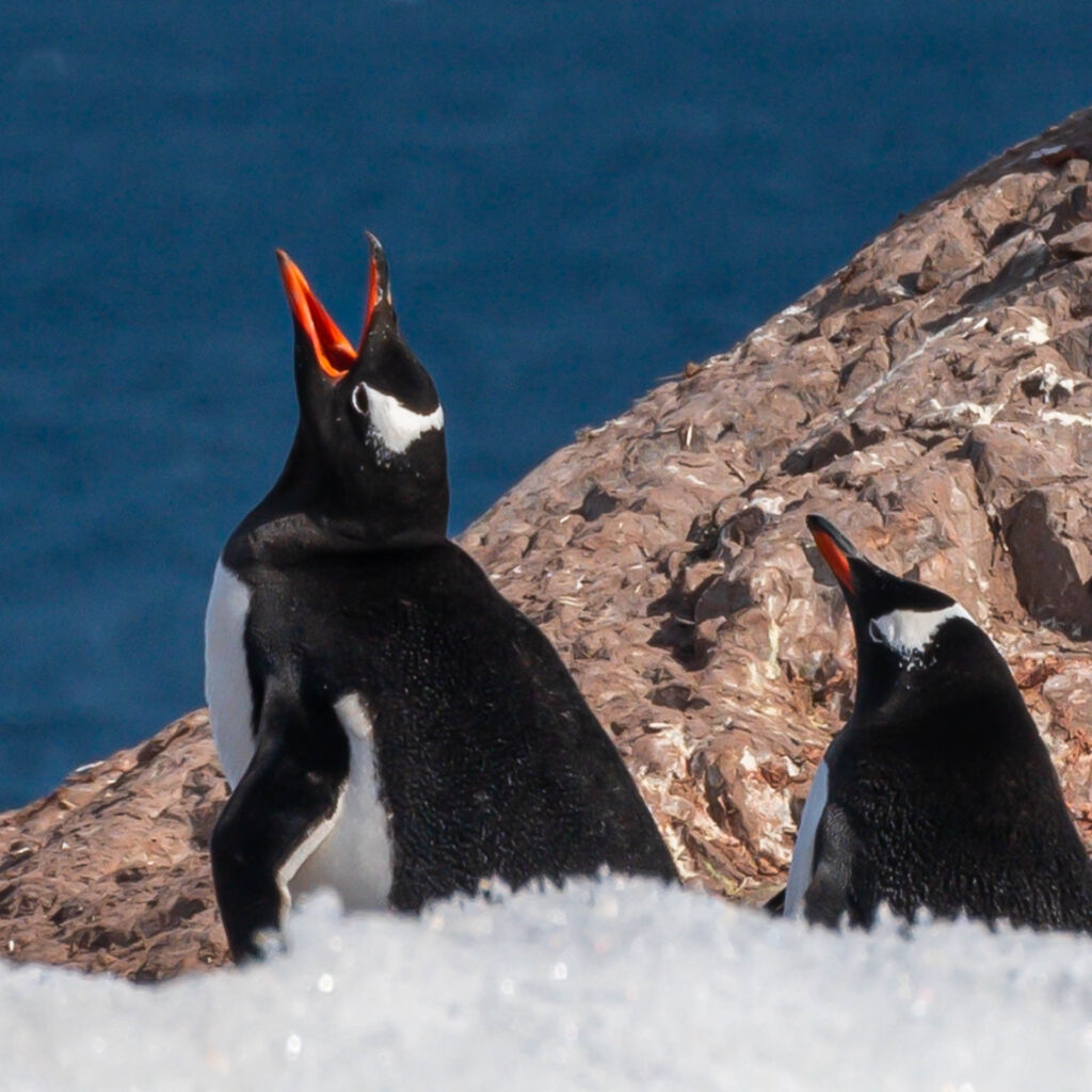 Gentoo penguins at Neko Harbor | Focus On Mee | Robert Mee