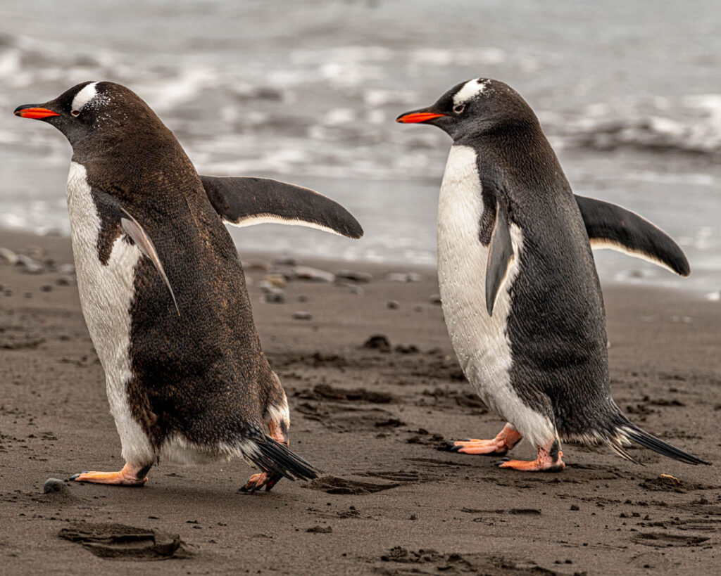 Gentoo penguins at Walker Beach, Livingston Island | Focus On Mee | Robert Mee