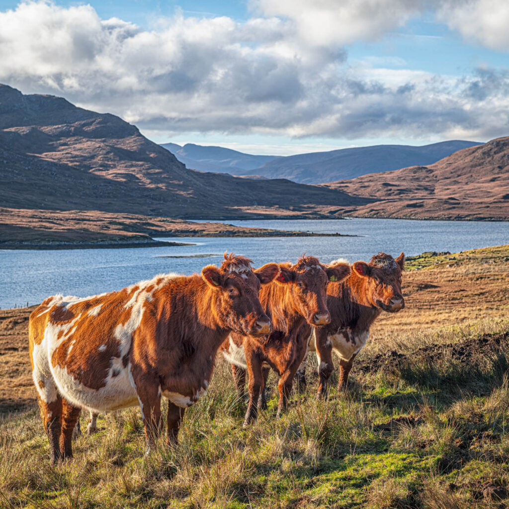 Heelan Coos on Eishken Estate - Isle of Lewis | Focus On Mee | Robert Mee