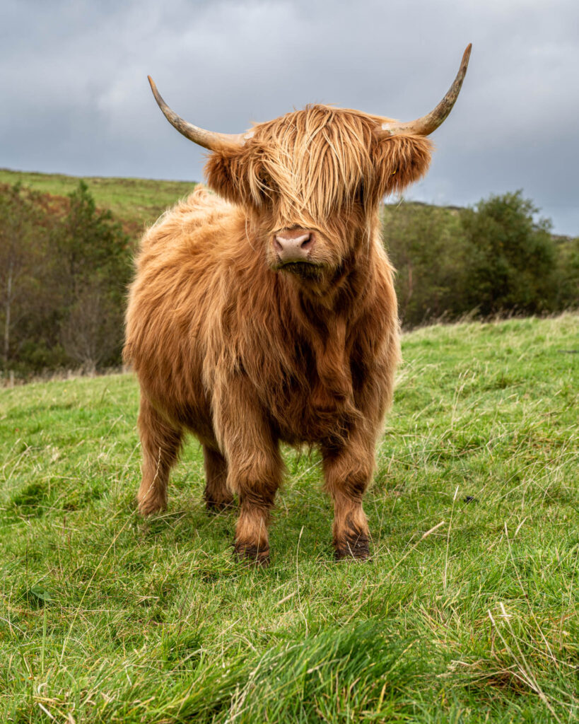 Heelan (Hairy) Coo in field near Uig | Focus On Mee | Robert Mee