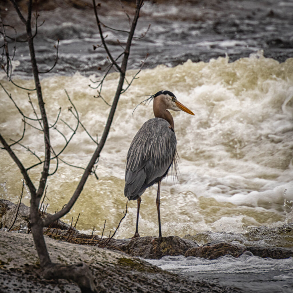 Heron at Burleigh Falls | Focus On Mee | Robert Mee