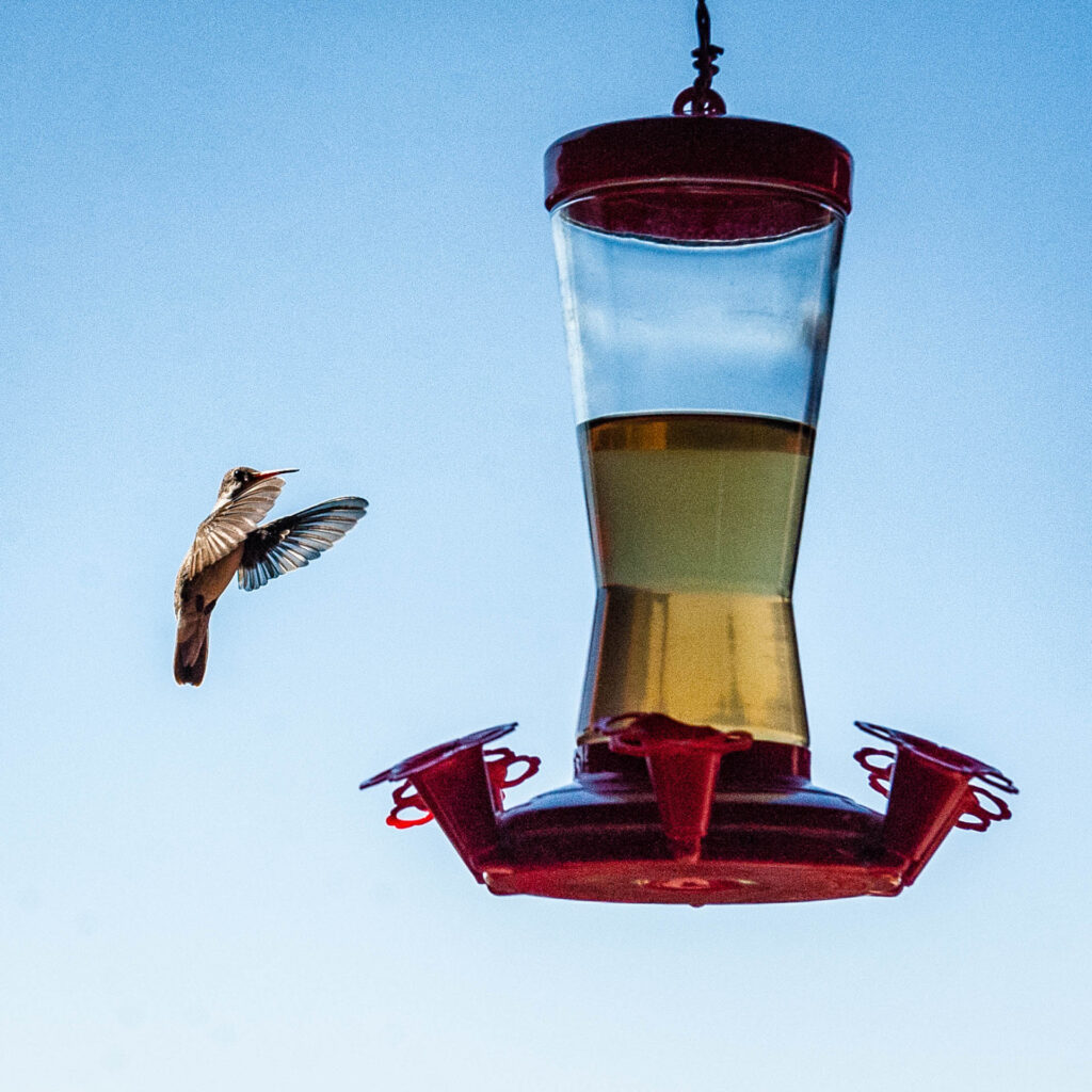 Hummingbird | Focus On Mee | Robert Mee