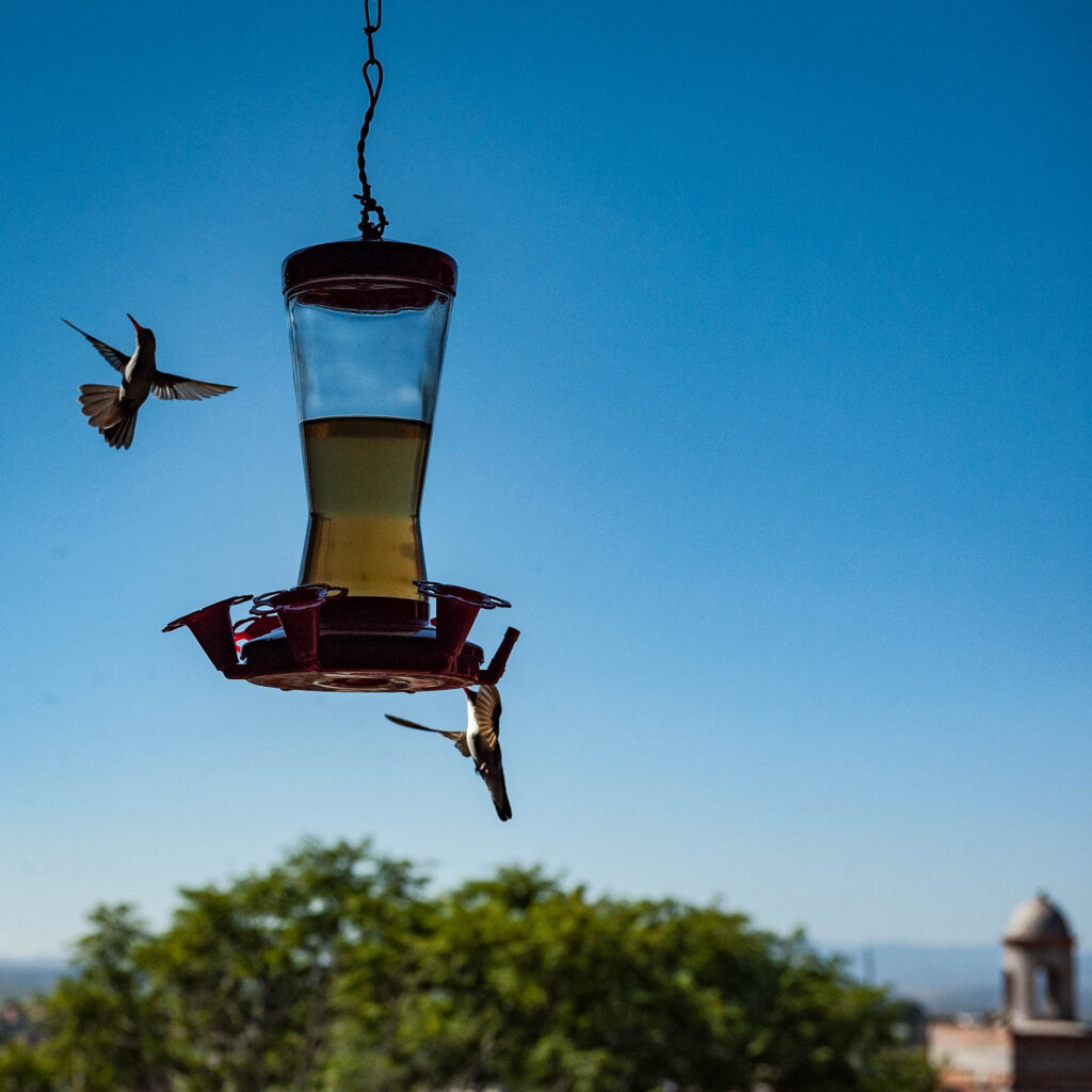 Hummingbirds | Focus On Mee | Robert Mee