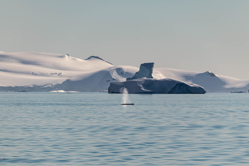 Humpback Whale spout | Focus On Mee | Robert Mee