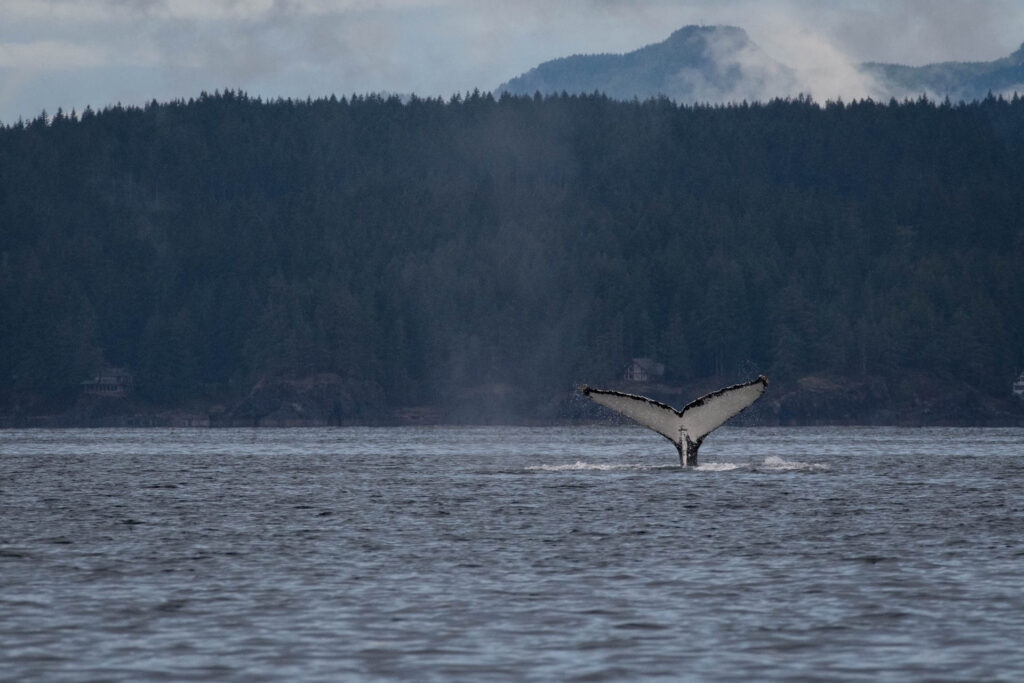 Humpback whale fluke | Focus On Mee | Robert Mee