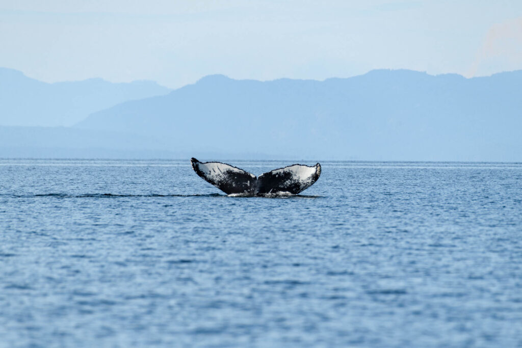 Humpback whale near Savary Island | Focus On Mee | Robert Mee