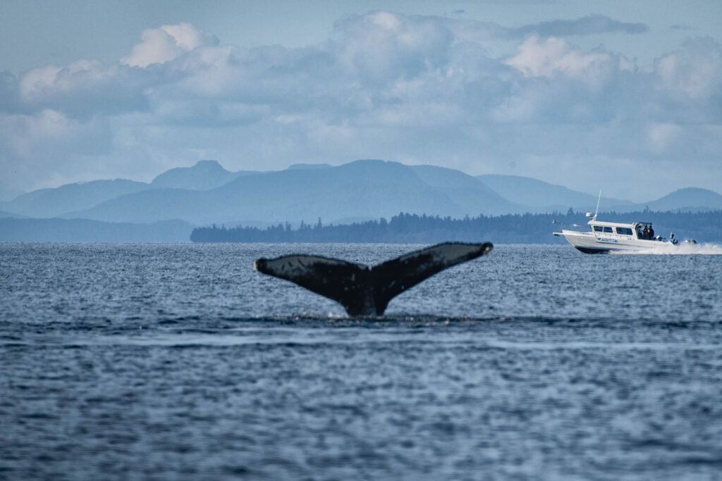 Humpback whale near Savary Island | Focus On Mee | Robert Mee