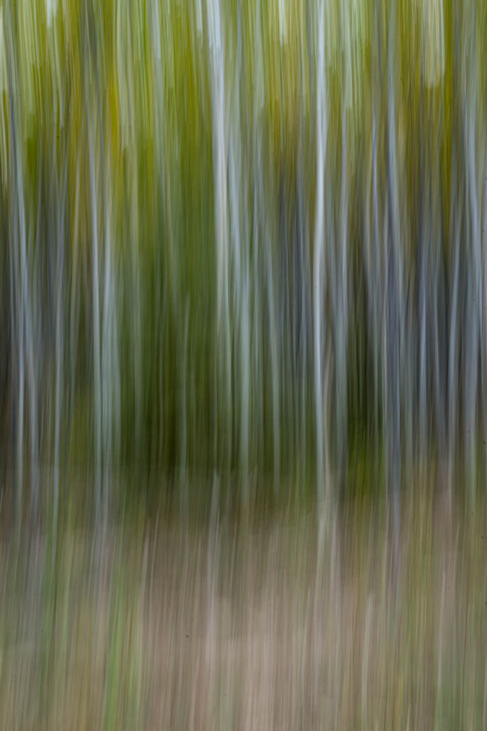 ICM (Intentional Camera Movement) of Birch trees on the North Klondike Highway | Focus On Mee | Robert Mee