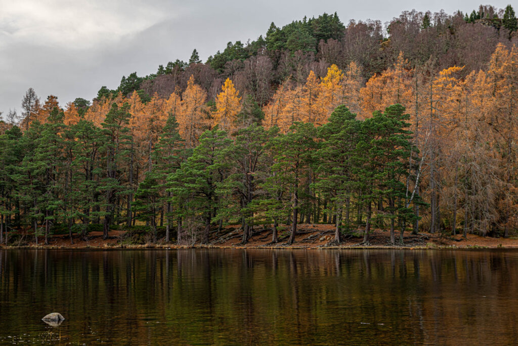 Loch an Eilein - Cairngorms NP | Focus On Mee | Robert Mee