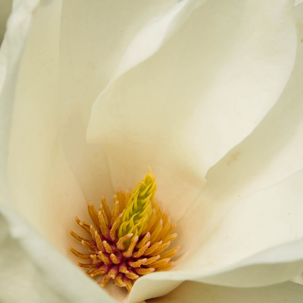 Magnolia Blossom