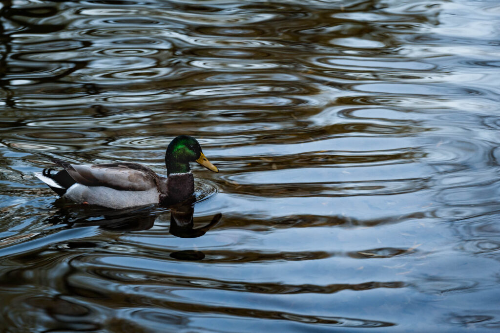 Mallard at Edwards Gardens | Focus On Mee | Robert Mee