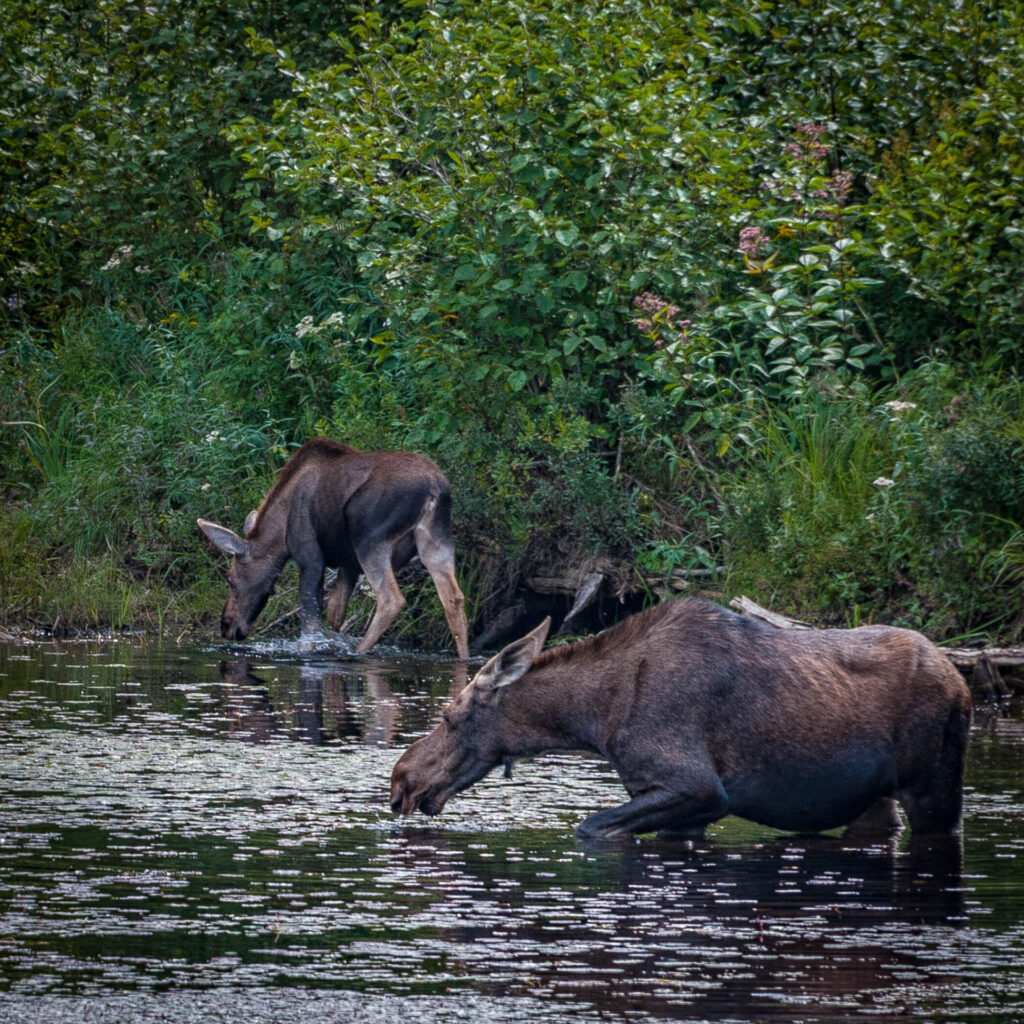 Moose by Highway 60 | Focus On Mee | Robert Mee