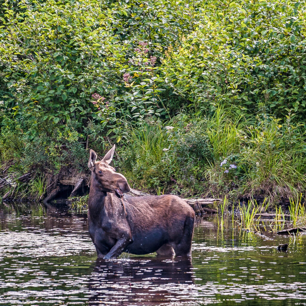 Moose by Highway 60 | Focus On Mee | Robert Mee