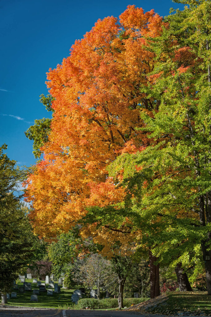 Mount Pleasant Cemetery | Focus On Mee | Robert Mee